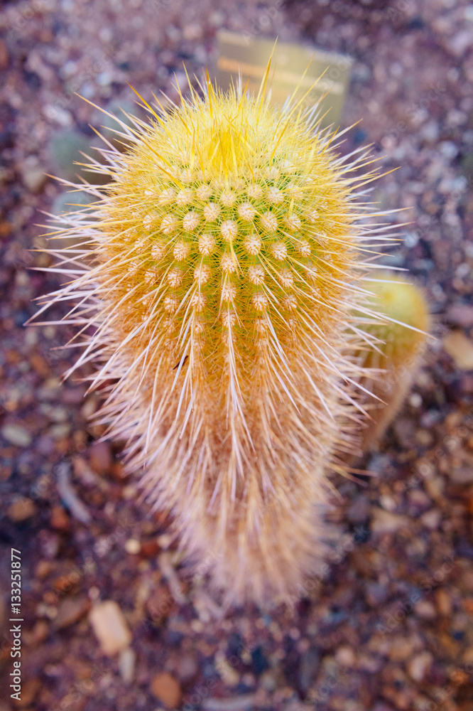 Fototapeta premium Cactus - Desert Botanical Garden