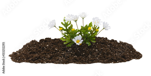 Dirt and Flowers