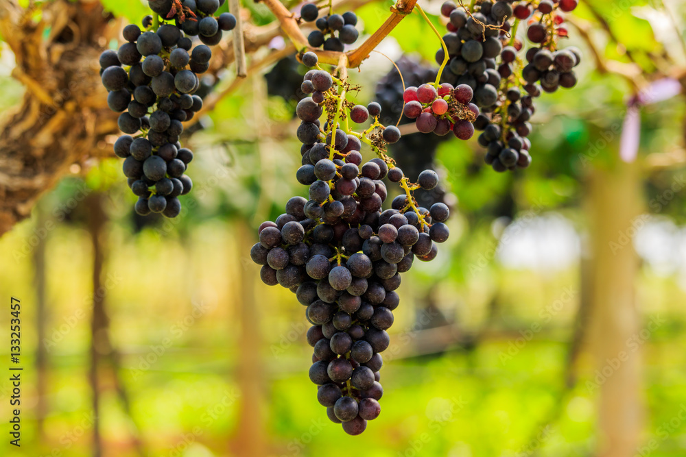 large bunches of red wine grapes hang from a vine, warm backgro large bunches of red wine grapes hang from a vine, warm backgro