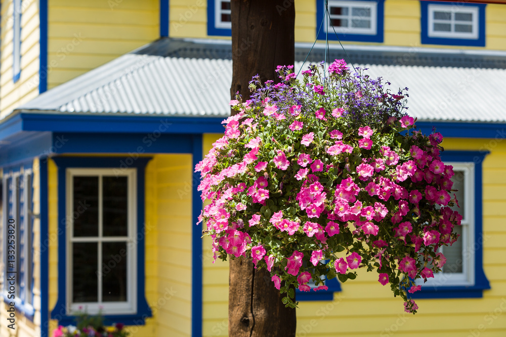 Flowers on a house in Crested Butte