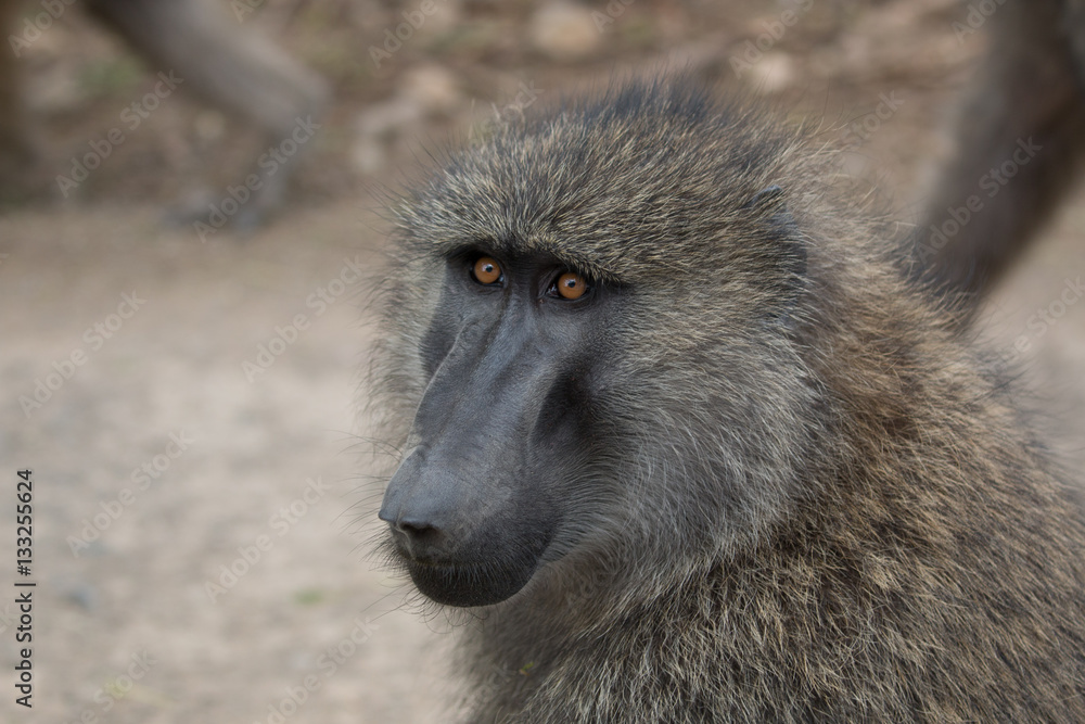 Olive Baboon - Lake Nakuru National Park, Kenya Olive Baboon - Lake Nakuru National Park, Kenya