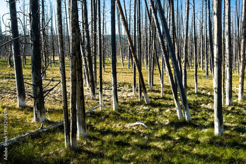 Trees at Midway Geyser Basin in Yellowstone National Park, Wyomi photo