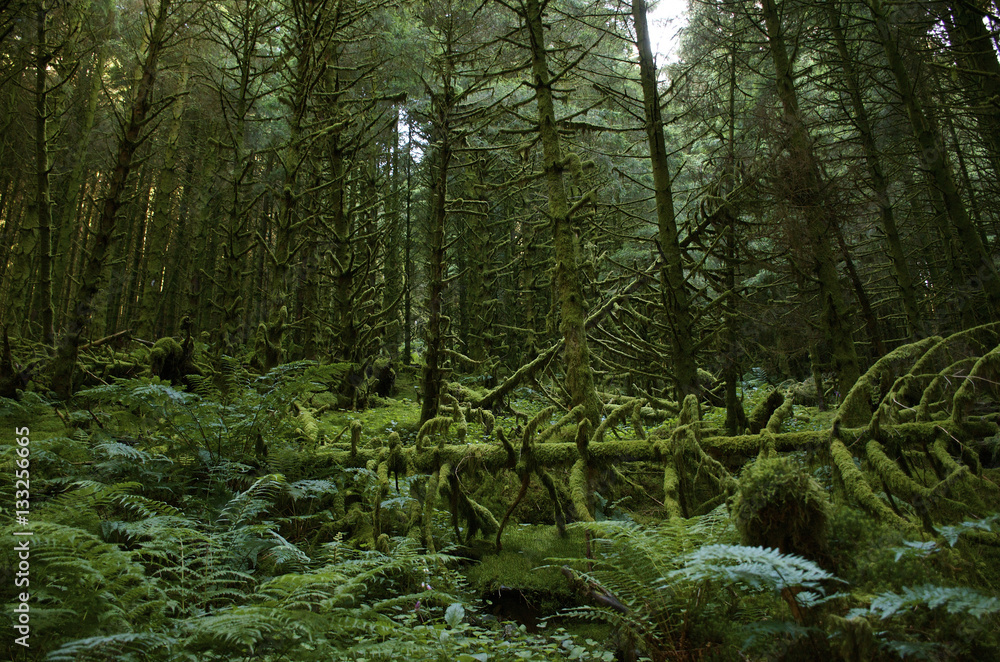 Fototapeta premium Moss covered forest with fallen trees and lots of ferns on forest floor