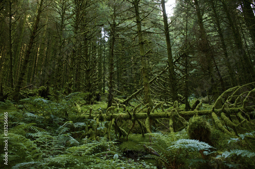 Moss covered forest with fallen trees and lots of ferns on forest floor