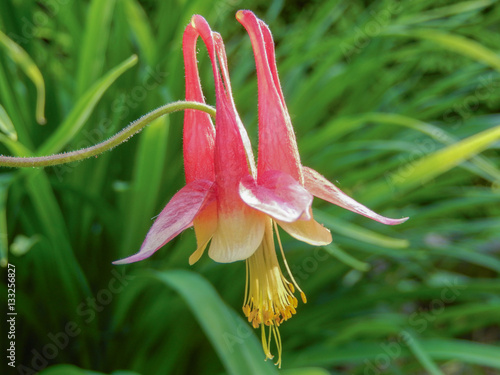 Single orange columbine blossom