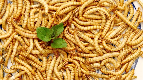 Loop of healthy mealworms rotating on a dish. Mealworms are healthy and tasty. Used in asian kitchens and by enthusiasts in the western world.
