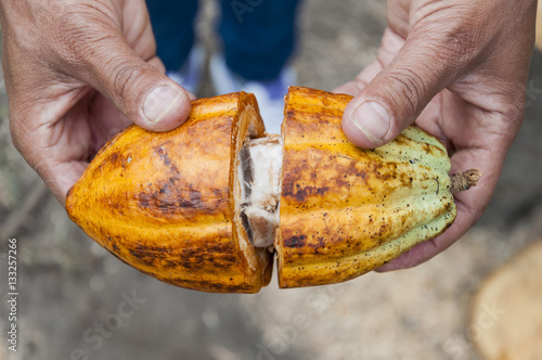 Cosecha de cacao