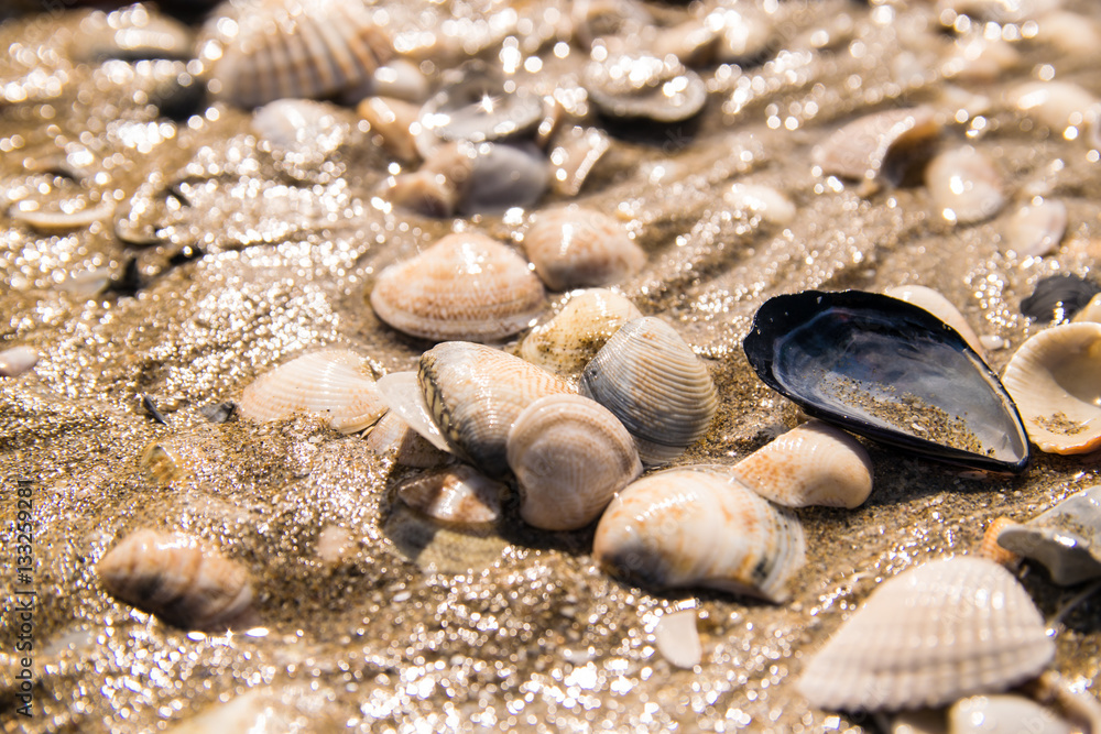 Shells on the seashore.