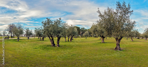 Panoramic view of green grass field with olive trees under blue sky