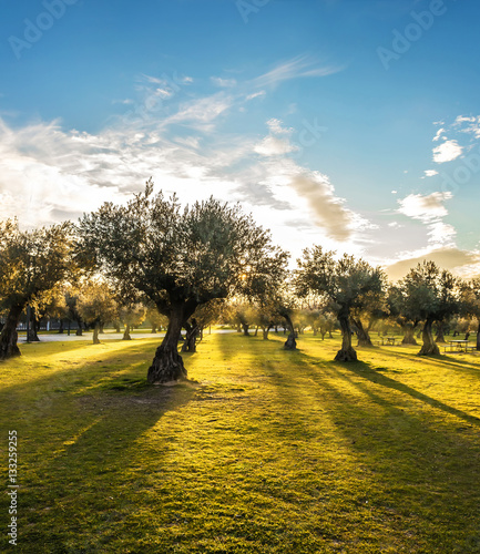 Panoramic view of sunset behind grass field and olive trees photo