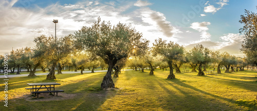 Panoramic view of sunset behind grass field and olive trees