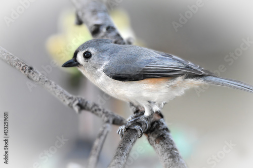 tufted titmouse sitting on a branch