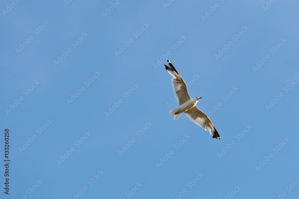 Seagull in flight against a blue sky Seagull in flight against a blue sky