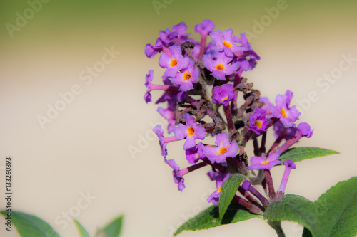 Purple lilac with yellow-orange centers