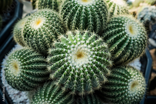 Beautiful green cactus plant in gardren.