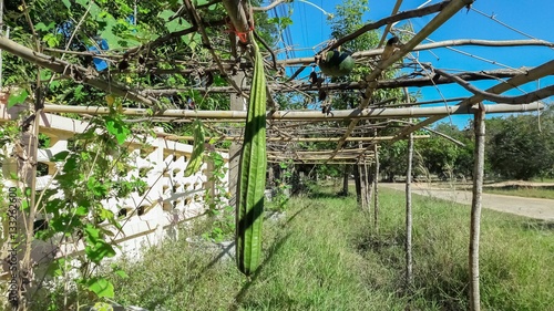 Wallpaper Mural Angled loofah in the garden Torontodigital.ca