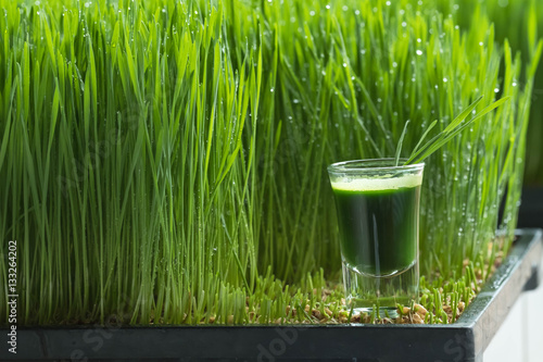Wheatgrass juice with sprouted wheat