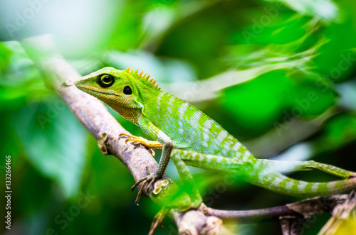 Green Lizard look for insect under the tree