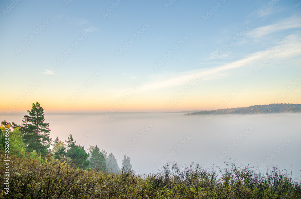 conifer tree at the top in the morning mist conifer tree at the top in the morning mist