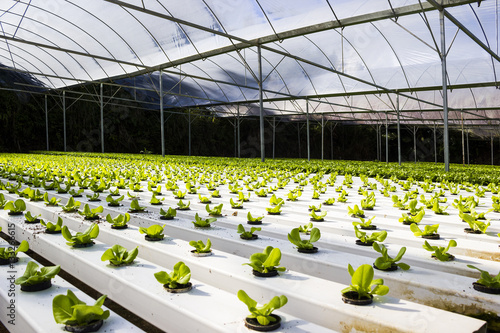 Photography Organic hydroponic plant growing