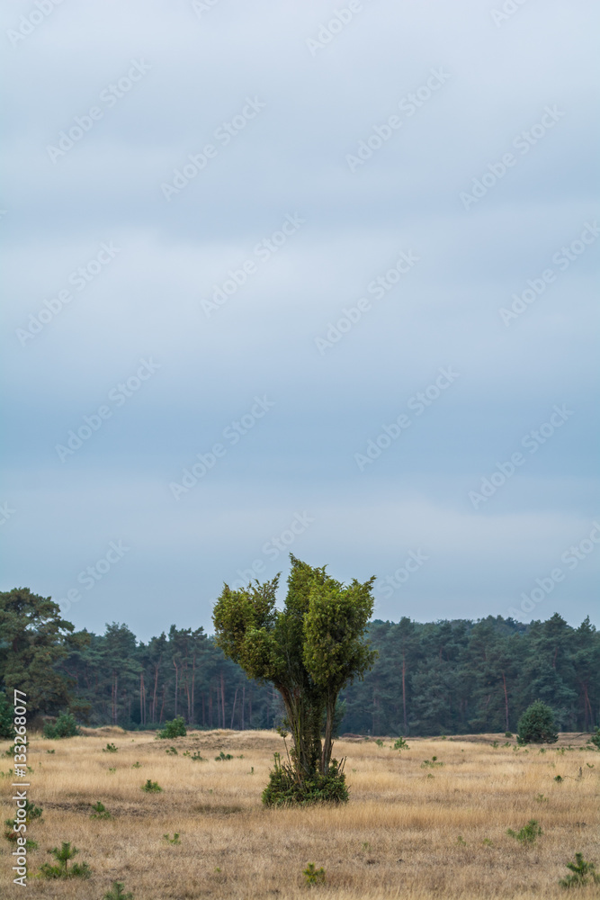 Einzelner Baum in der Landschaft des Nationalparks De Hoge Veluwe Einzelner Baum in der Landschaft des Nationalparks De Hoge Veluwe