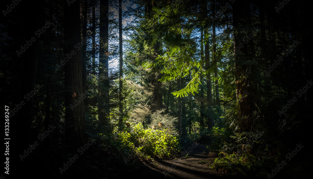 Fototapeta premium The sun breaks through the pine trees