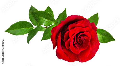 rose isolated on the white