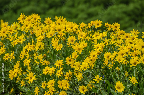 Fototapeta Naklejka Na Ścianę i Meble -  Showy Goldeneye (Viguiera multiflora)