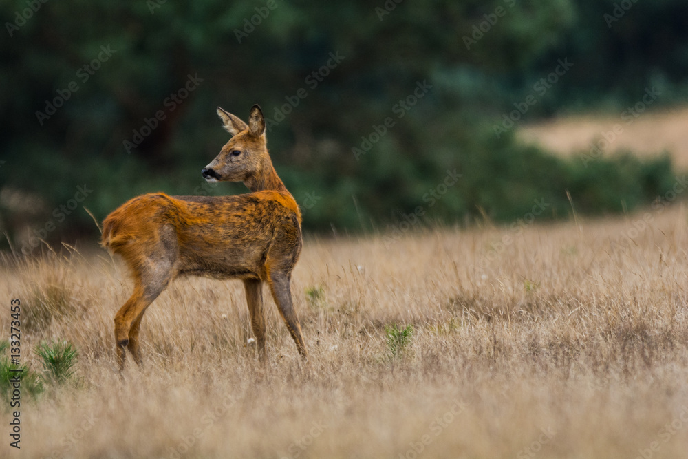 Reh schaut sich um im Nationalpark De Hoge Veluwe