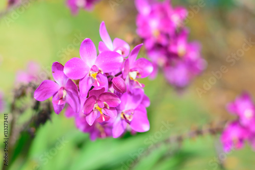 Fototapeta Naklejka Na Ścianę i Meble -  purple orchid flowers