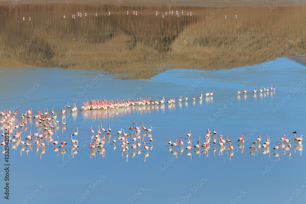 Fototapeta premium Flamingos at Laguna Ramaditas