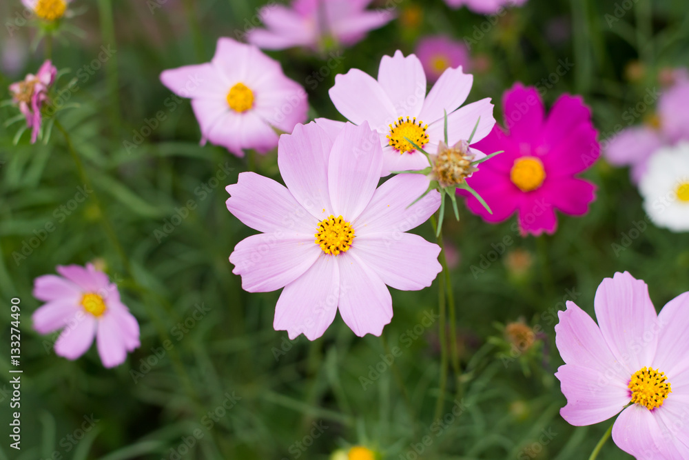 Pink cosmos flower (Cosmos Bipinnatus) background Pink cosmos flower (Cosmos Bipinnatus) background
