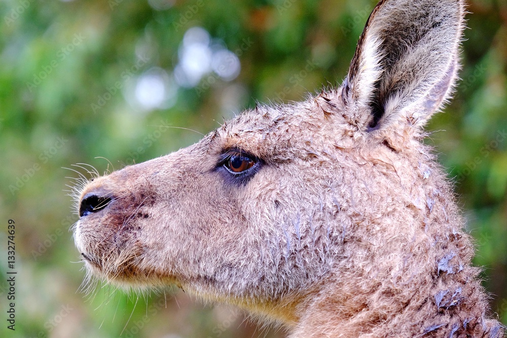 Fototapeta premium Wet Kangaroo