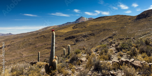 Blooming cactus at the slope of the Tunupa volcano photo