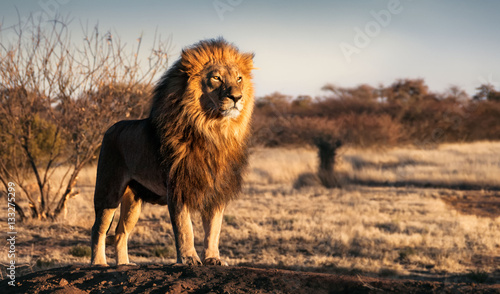 Single lion standing proudly on a small hill photo