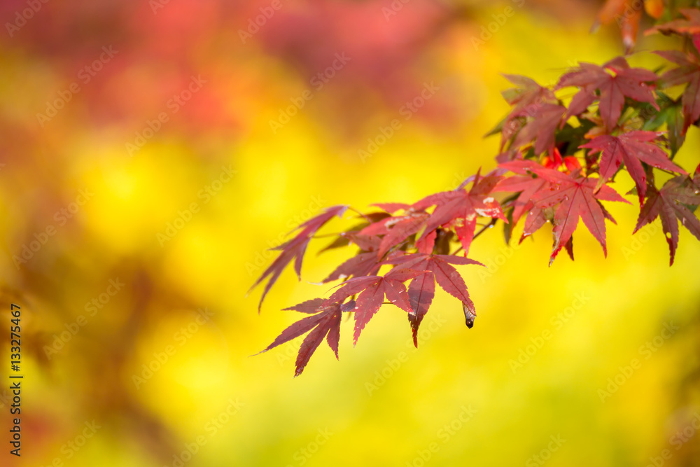紅葉 紅葉