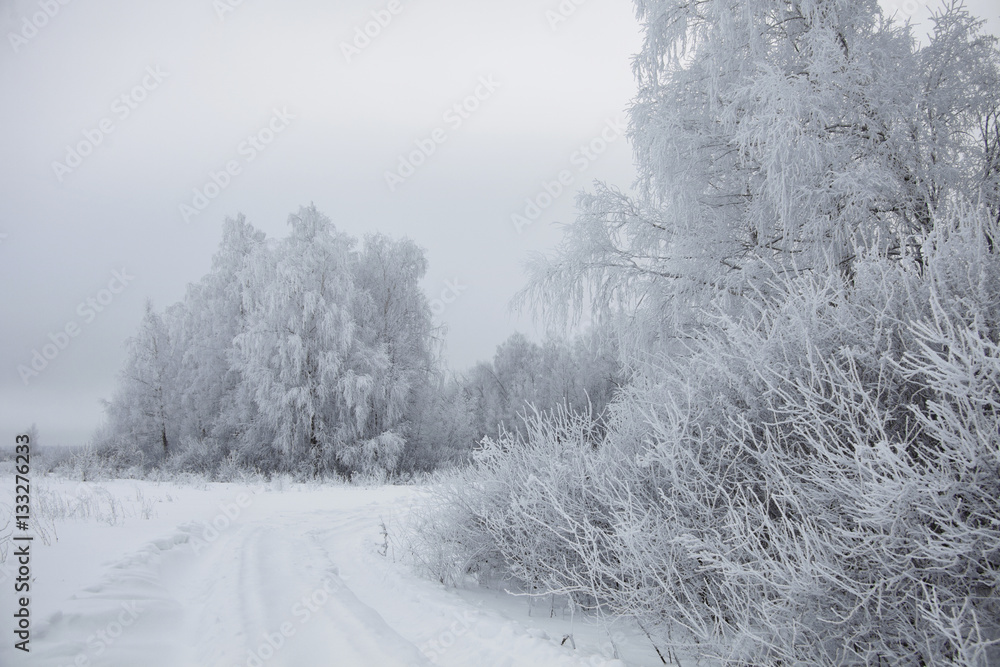 Obraz premium Winter landscape. Frozen trees