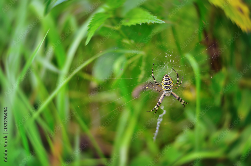 Female Wasp Spider (Argiope bruennichi) on the web Female Wasp Spider (Argiope bruennichi) on the web