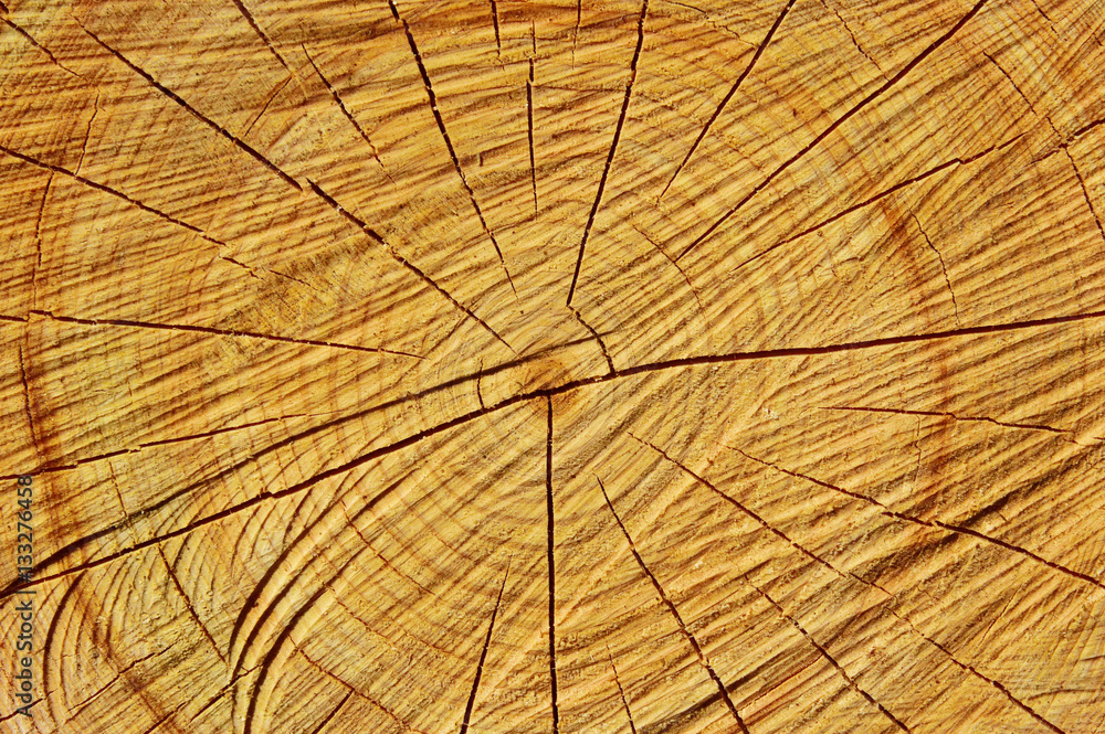 Fototapeta premium 木目