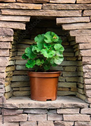 Fototapeta Naklejka Na Ścianę i Meble -  Герань в горшке. Уютное место.