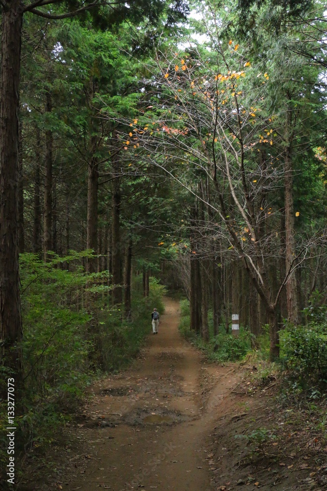 Obraz premium 高尾山から景信山へ続く道