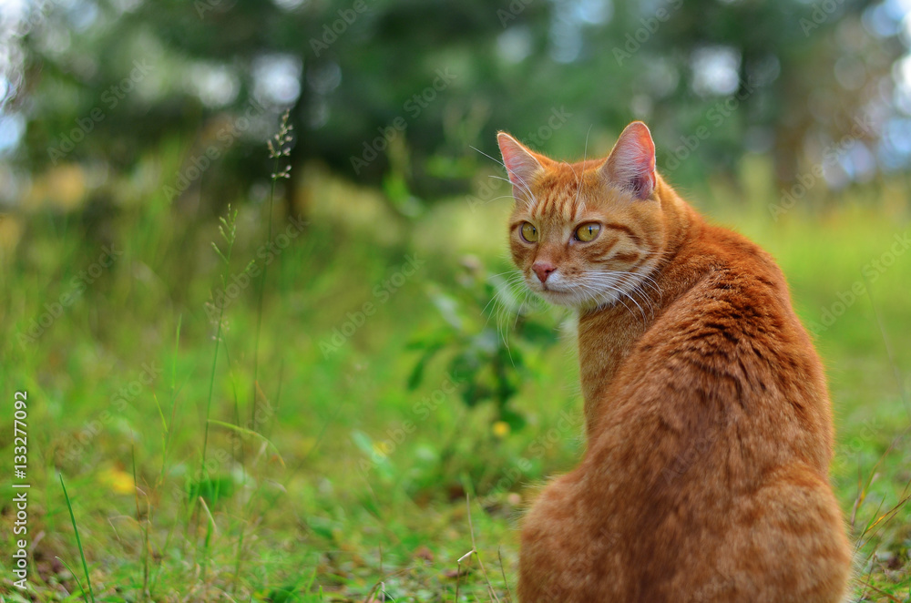 Ginger cat outdoor in the green grass