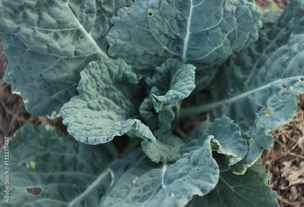 Fresh cabbage leaves Fresh cabbage leaves