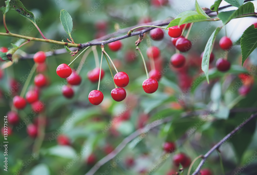 Obraz premium Fresh ripe cherries on a tree