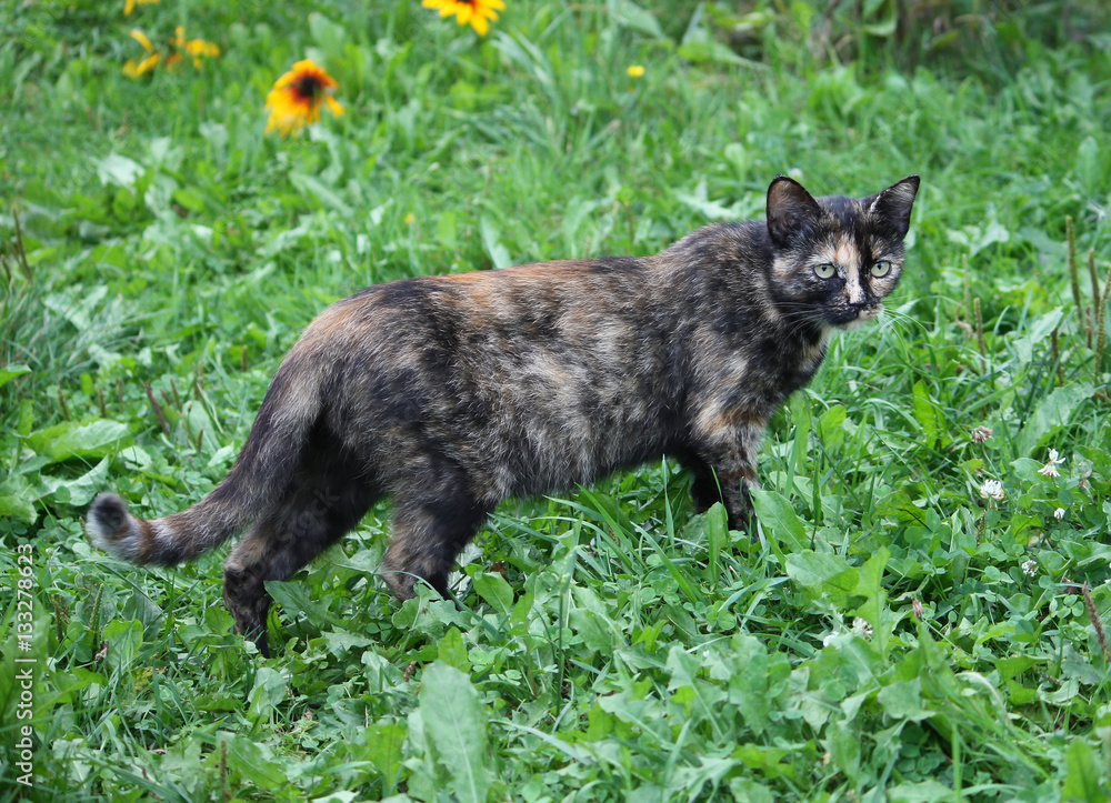 Funny young cat Funny young cat