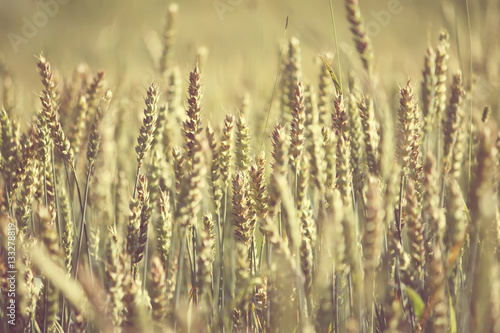 Field of wheat vintage photo