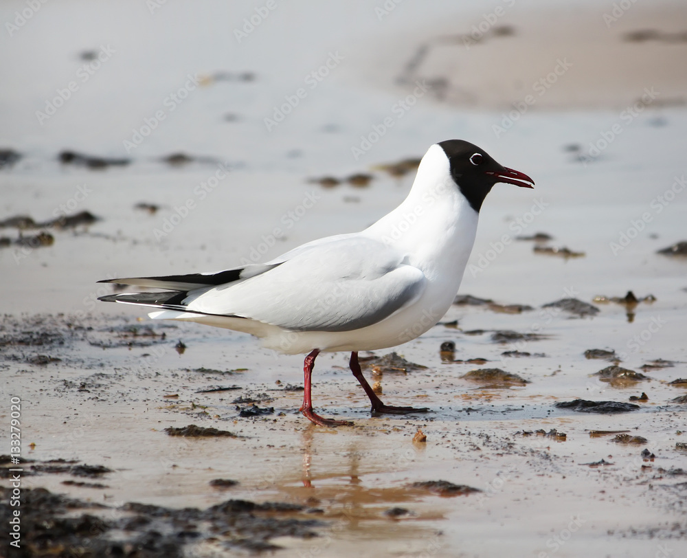 Seagull on a coast