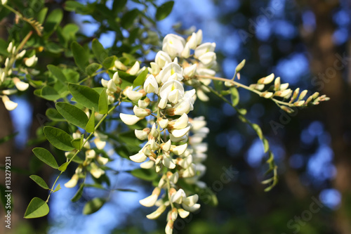 White acacia flowers