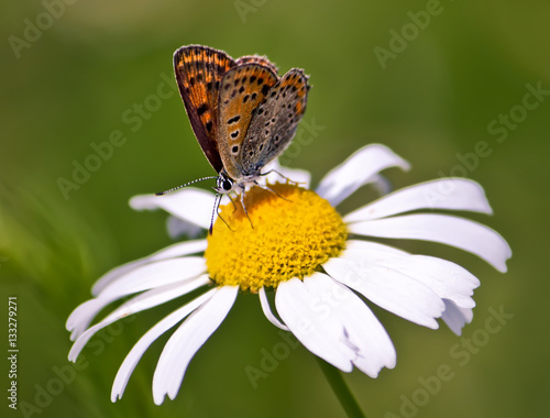 Butterfly at summer © pictures_for_you