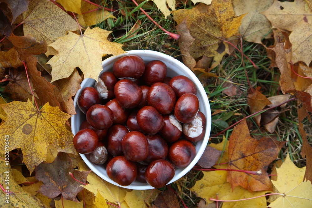 Horse chestnuts in a cup